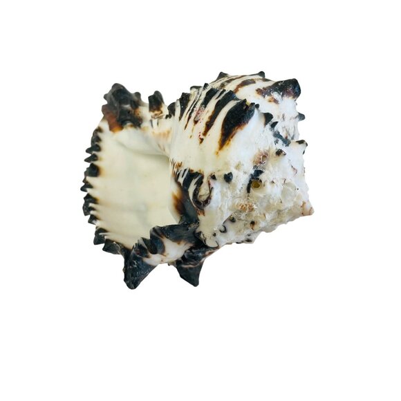Spiky Tiger Conch Shell Beach Decor Aquarium Addition Unique Seashell 3" x 3 1/ - Picture 3 of 7